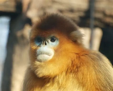 Golden Snub-Nosed Monkey - Facts, Diet, Habitat & Pictures on Animalia.bio