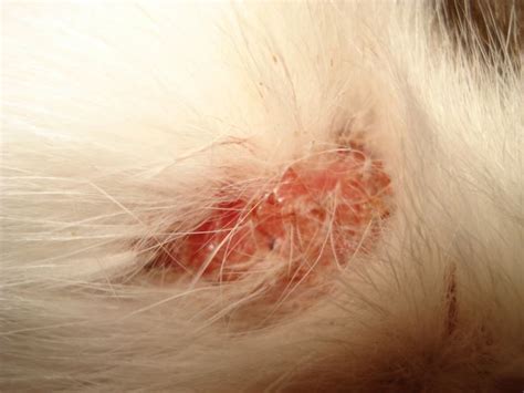 Skin Lesions On Cats Causes Symptoms Treatment Cat Wo - vrogue.co