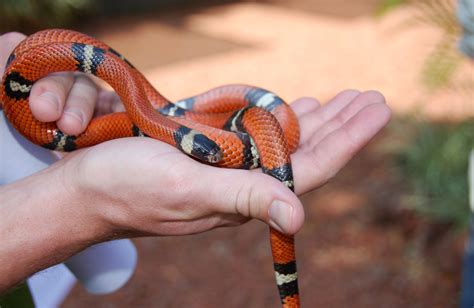 Mexican, Sinaloan & Nelson's Milk Snake Care Guide - Reptile Cymru