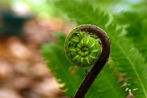 Keindahan Nombor Fibonacci di Alam Semulajadi | MajalahSains