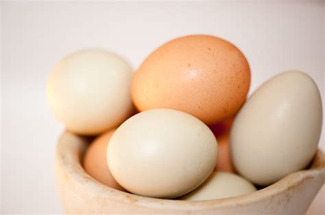 Pastured Eggs from Free-range, Organic-fed Chickens and Ducks | Woven ...