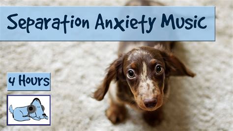 Separation Anxiety in Dogs - This Music Will Help! - YouTube