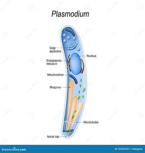 Diagram of Plasmodium Structure Stock Vector - Illustration of cell, educational: 122322767