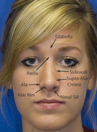 External Nasal Anatomy