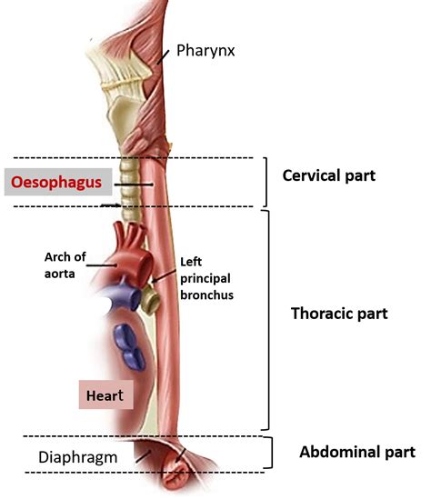 Oesophagus – Anatomy QA