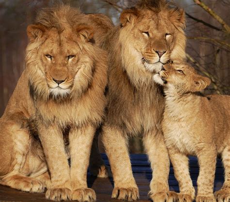 Top 93+ Pictures What Family Is The Lion In Stunning