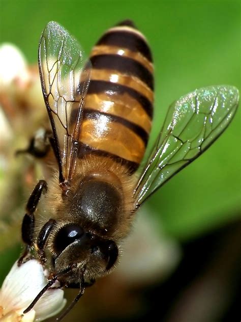 Asian Honey Bee (Bees in Malaysia) · iNaturalist