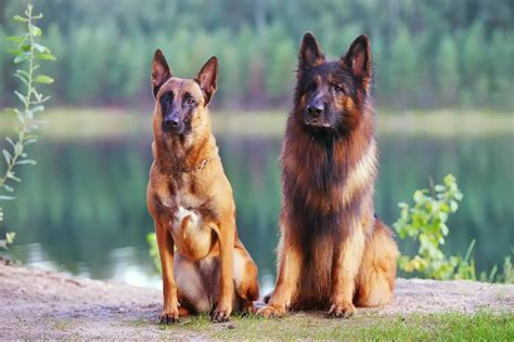 Belgian Malinois vs. German Shepherd: Similiarities And Differences ...