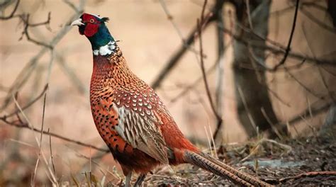 South Dakota State Bird: Pictures & Fun Facts I TheBirdPedia