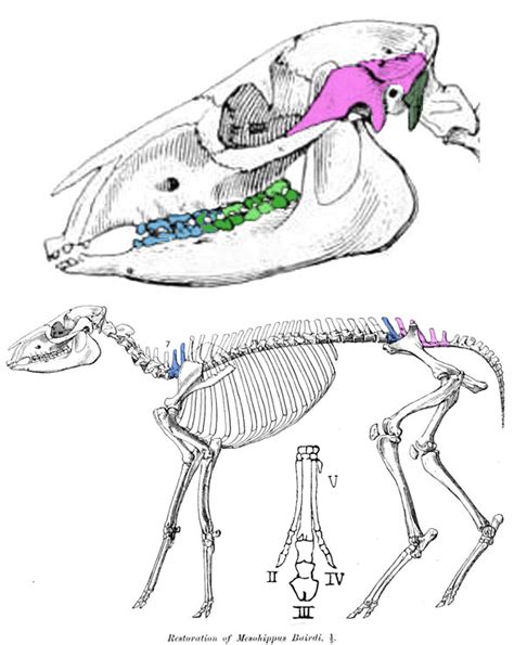 Mesohippus and Eohippus