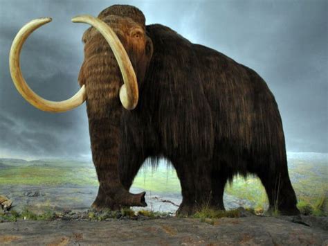 Scientists Close to Cloning a Woolly Mammoth | Malibu, CA Patch