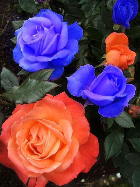 Orange and Blue Roses