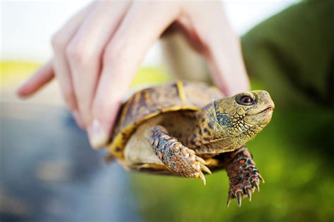 A Guide to Caring for Common Box Turtles as Pets