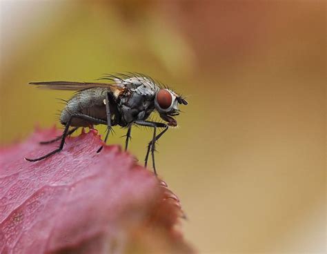 mc fly again | Camera Stacking with 15pics free Hand | rippchenmitkraut66 | Flickr