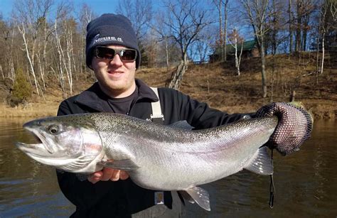 Michigan Muskegon River Steelhead Fishing Report - Fall Winter Steelhead