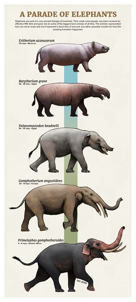 Prehistoric Mammals Elephant - Pets Lovers