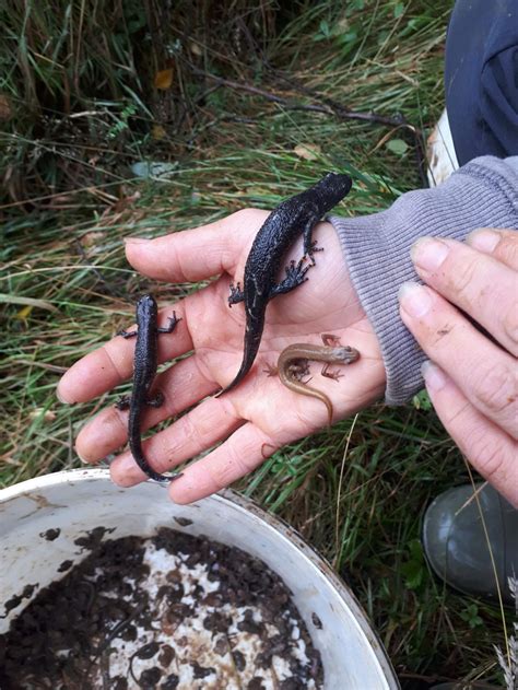 How Do I Know if it is A Great Crested Newt? | Rural Arisings