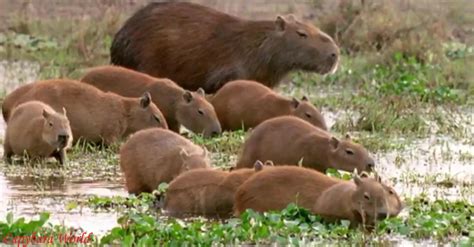 Capybara Facts | Anatomy, Diet, Habitat, Behavior