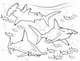 Basking Shark Coloring Pages At GetColoringscom  Free Printable sketch template