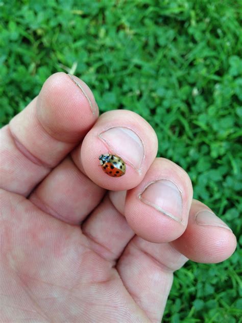 This dual coloured ladybug : r/mildlyinteresting