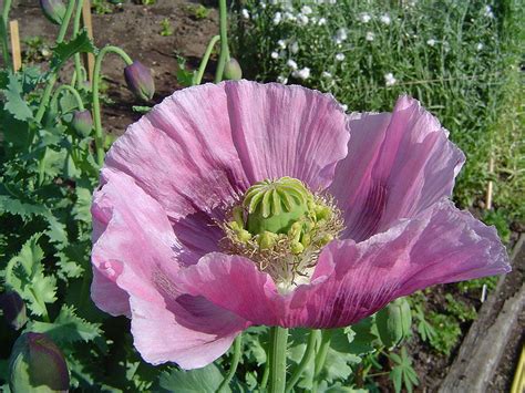 Breadseed Poppies - Advice From The Herb Lady