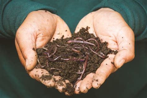 Earthworms Underground