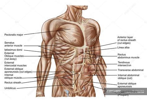 Anatomy Of Human Abdominal Muscles With Labels Stock Photo | Sexiz Pix
