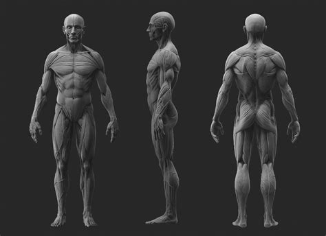 ArtStation - Anatomy Study, Joe Zheng | Human anatomy drawing, Anatomy ...