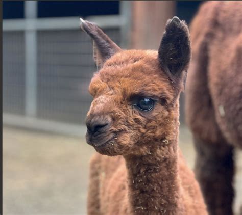 Baby alpaca born at Lehigh Valley Zoo