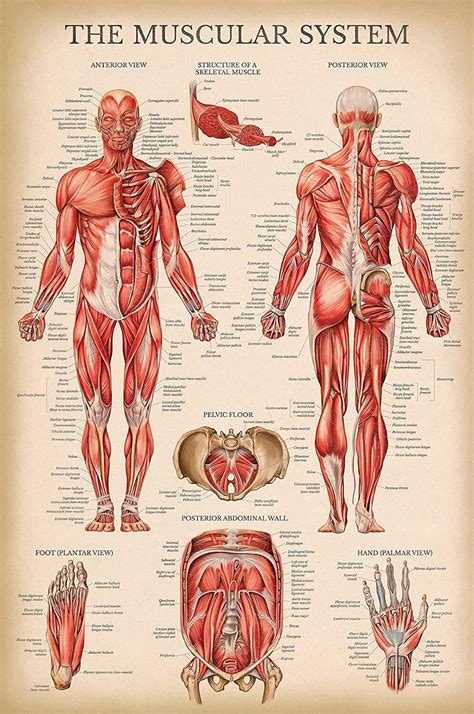 Vintage Muscular System Anatomical Chart Human Muscle Anatomy Poster ...