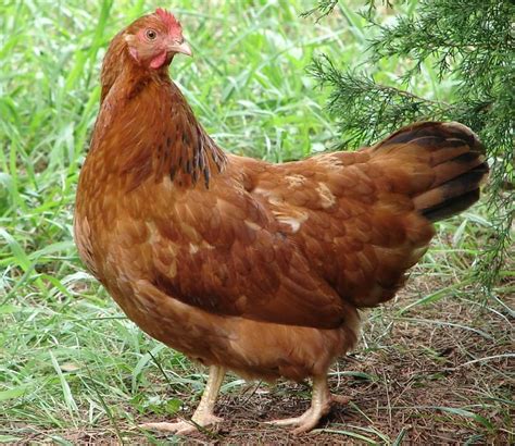 Golden Comet Chicken Breed Guide - Eco Peanut