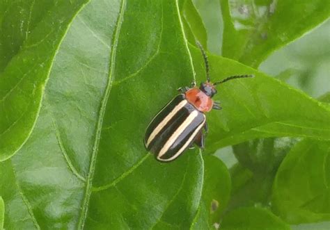 Striped Cucumber Beetle close up | BioLogic Company