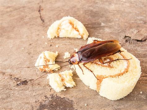 Roach Extermination - How to Get Rid of Roaches in Your Home