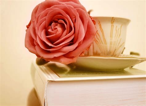 Red rose near beige ceramic coffee cup with saucer HD wallpaper | Wallpaper Flare