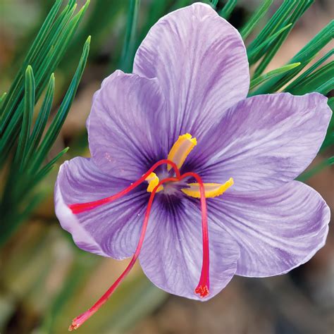 Saffron Crocus Fall Planting Bulbs | Bag of 10 | Plantgem