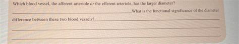 Solved Which blood vessel, the afferent arteriole or the | Chegg.com