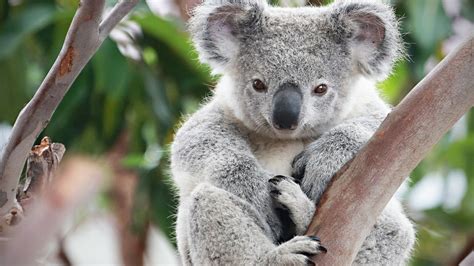 Cute Koalas Playing 🐨 Funny Koala Bears [Funny Pets] - YouTube