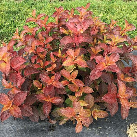 Midnight Sun Weigela | Spring Meadow - wholesale liners - Spring Meadow Nursery | Foliage plants ...