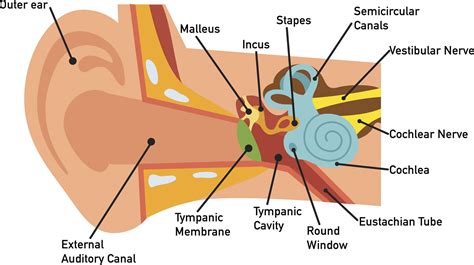 Anatomia ucha środkowego - Medycyna