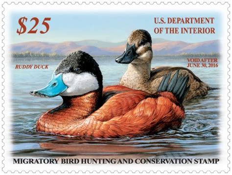 Duck Stamp Winner 2024 - Brita Brittney