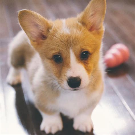 Droll Fluffy Adorable Corgi Puppies - l2sanpiero