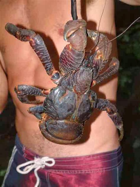 Japanese Spider Crabs with 12 Foot Legspans : r/TheDepthsBelow