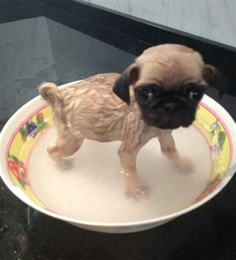 Pug in a bowl :) | Pugs, Pug dog, Pug love