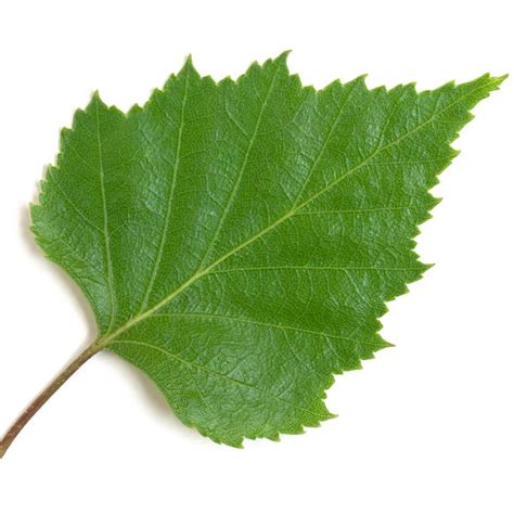 Bouleau Feuille Poudre 300µm Débactérisée - Betula Pubescens Ehrh ...