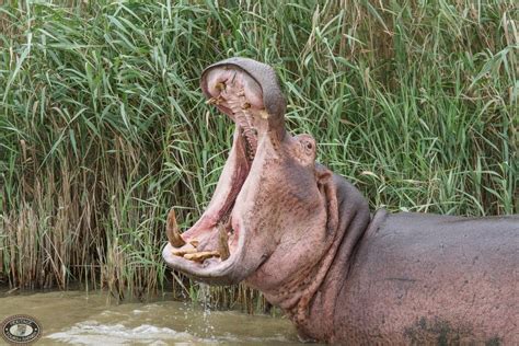 Hippo Anatomy - St Lucia South Africa