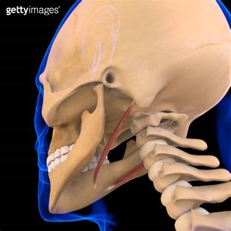 Stylohyoid Muscle Anatomy For Medical Concept 3D 이미지 (1291431564) - 게티이미지뱅크