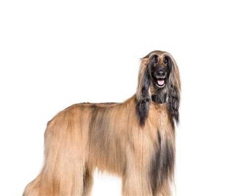 Afghan greyhound - Petduka.com