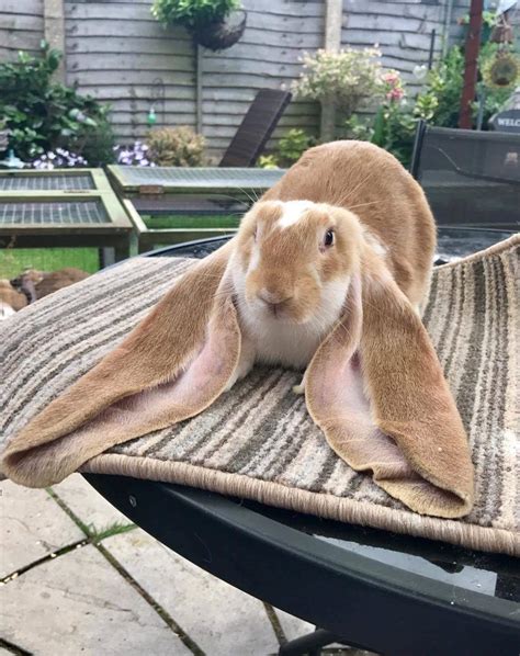 This amazing long eared bun : r/Rabbits