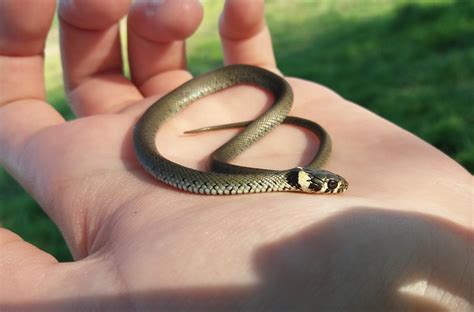 Tiny baby grass snake : r/Sneks