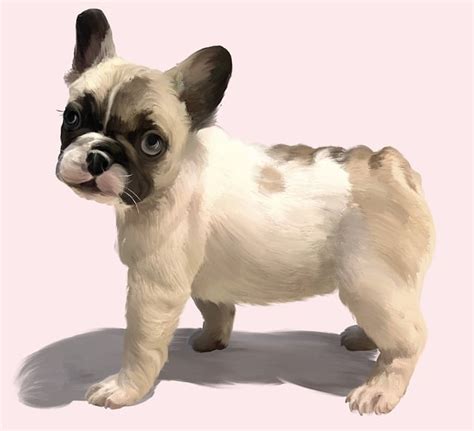 Mini Frenchies: Everything to Know - FrenchieWiki